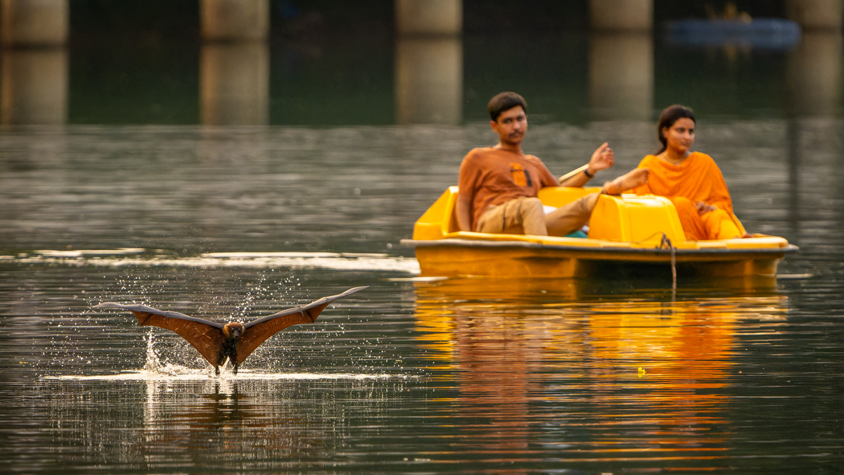 A large bat taking flight from the surface of a lake in front of two people in a yellow pedal boat.