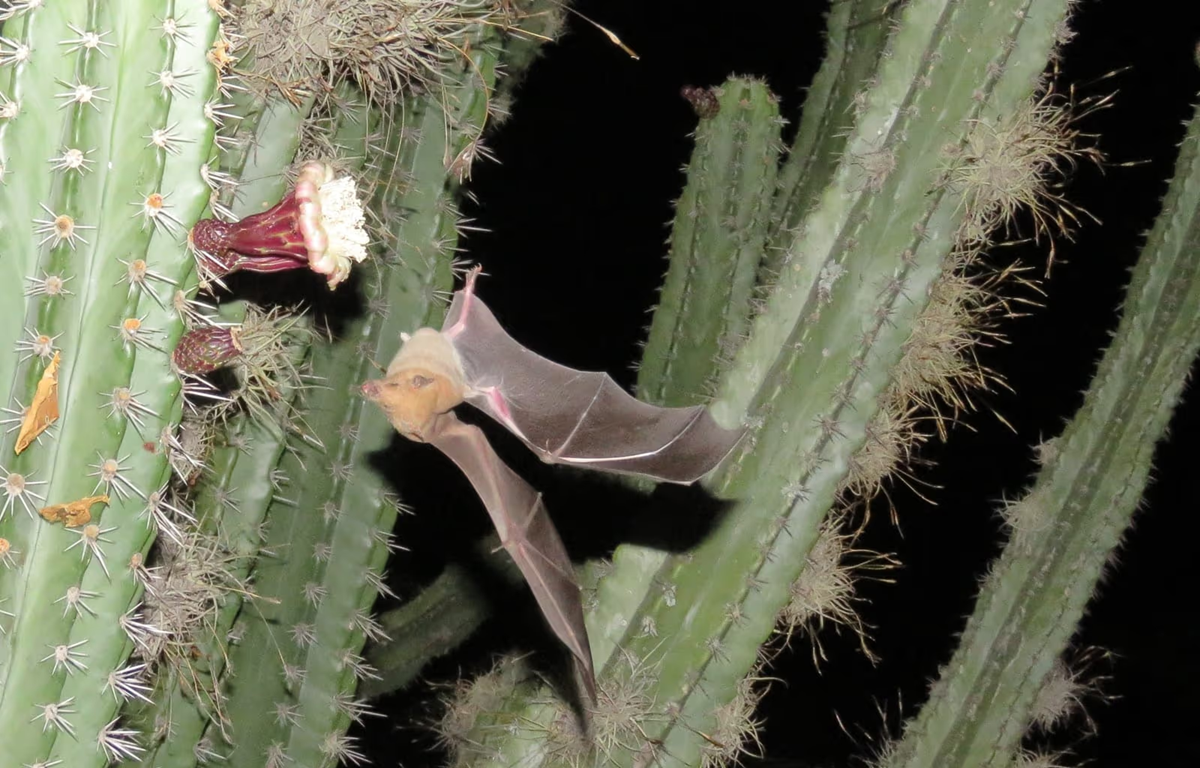 A bat flies near a large cactus at night, approaching a flower. The bat’s wings are open and the cactus is green with spines and blooming flowers.