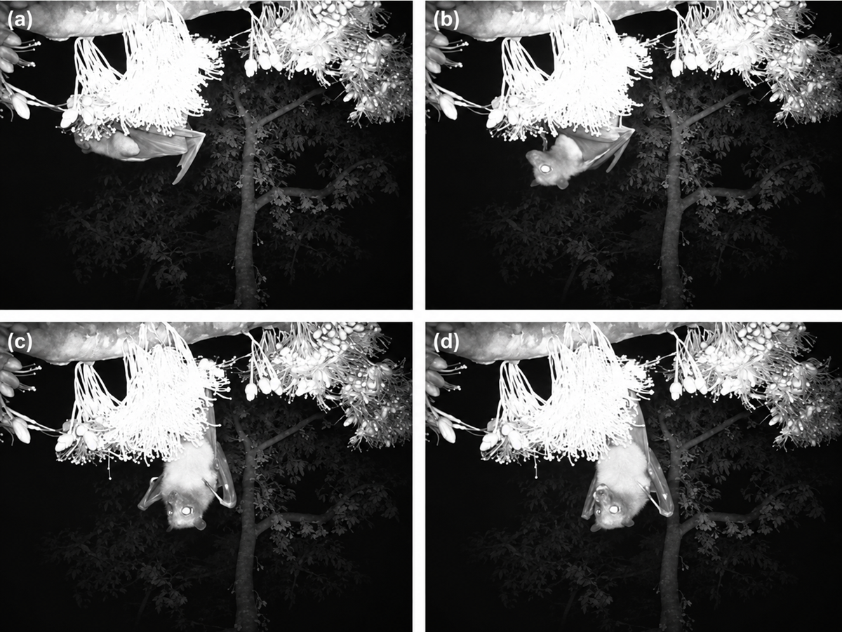 Four black-and-white night-vision photos show a bat hanging upside down from a plant. Tree branches are visible in the background. Each panel is labeled a, b, c, or d.