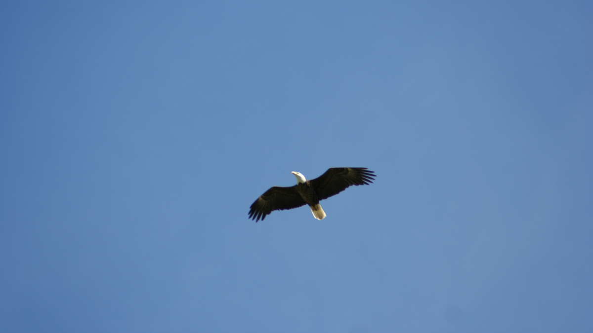 A bald eagle in flight against a clear blue sky.