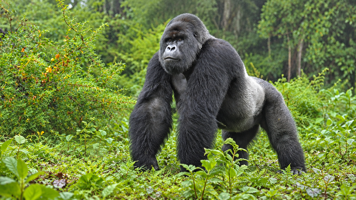 A silverback gorilla standing on all fours in a lush green forest.