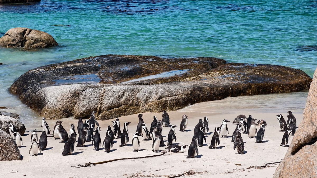 A large colony of African penguins standing on a sandy beach beside turquoise ocean water and boulders.