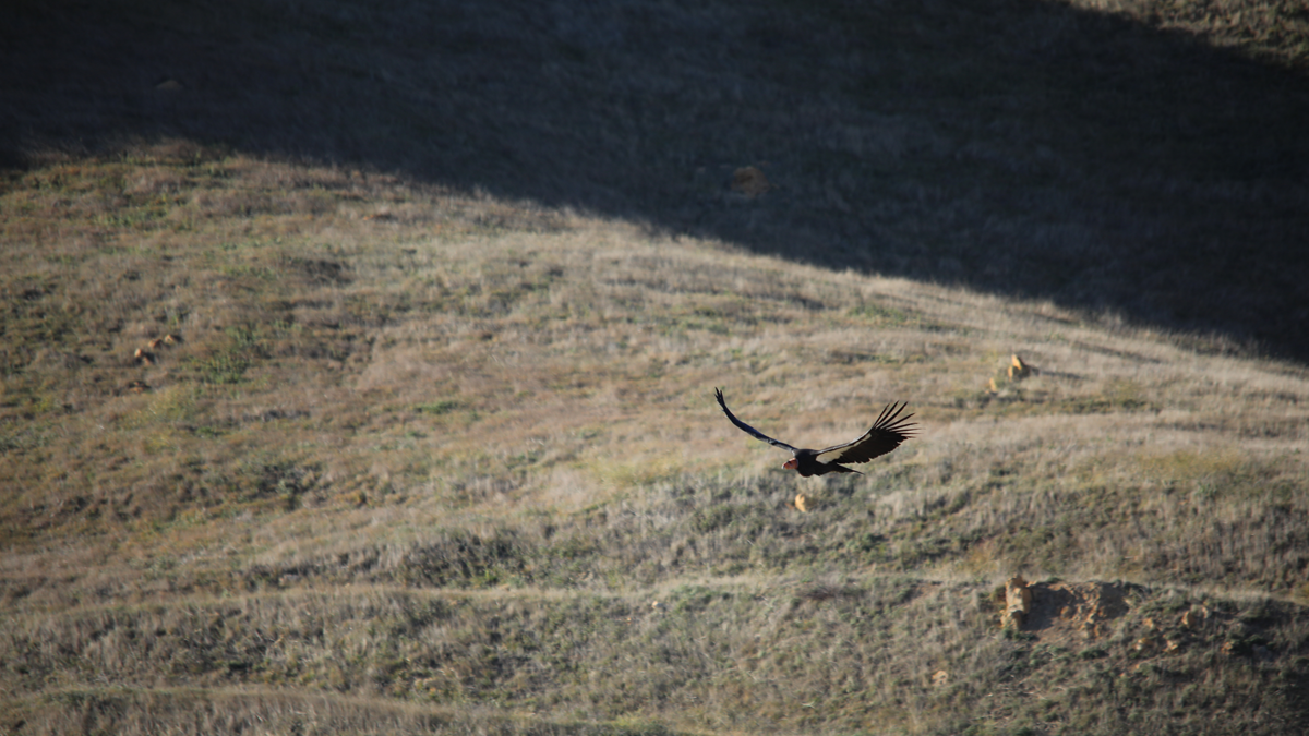 A California condor in flight over a grassy hillside.