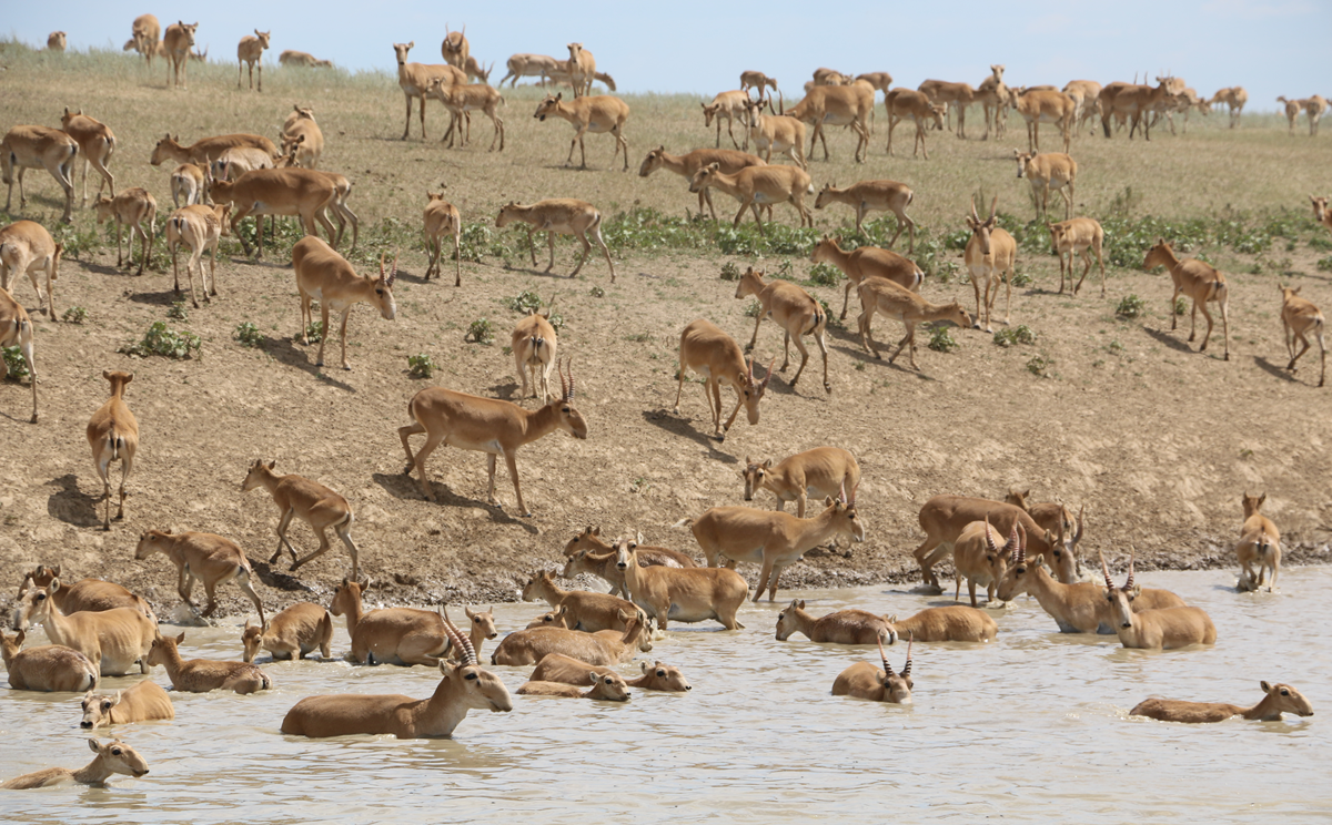 A large herd of saiga antelopes gathers at the edge of a watering hole.