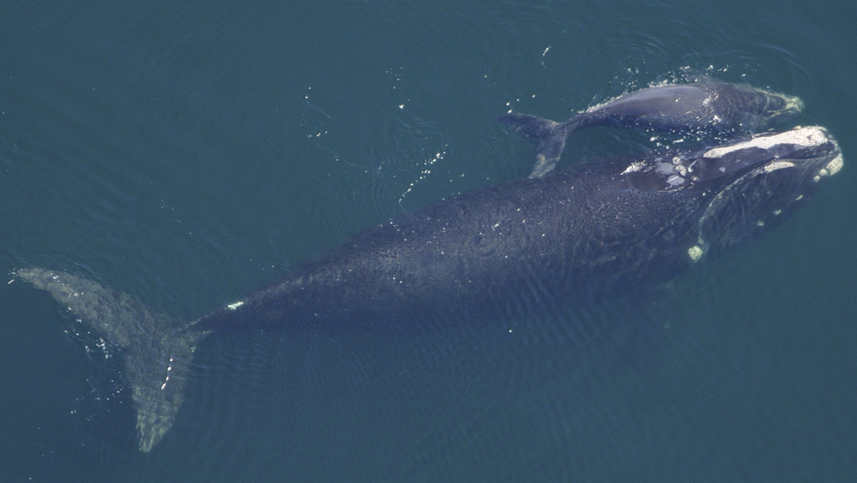An aerial view of a right whale swimming with its calf in deep blue water.