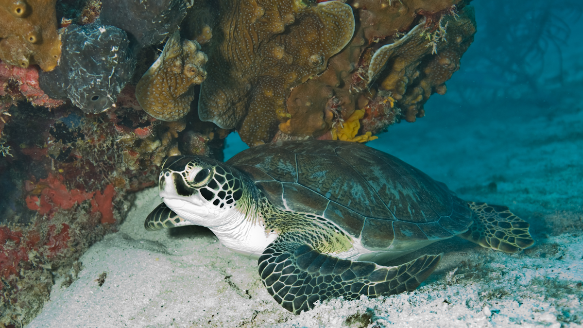 A sea turtle resting on the sandy ocean floor beneath a coral ledge.