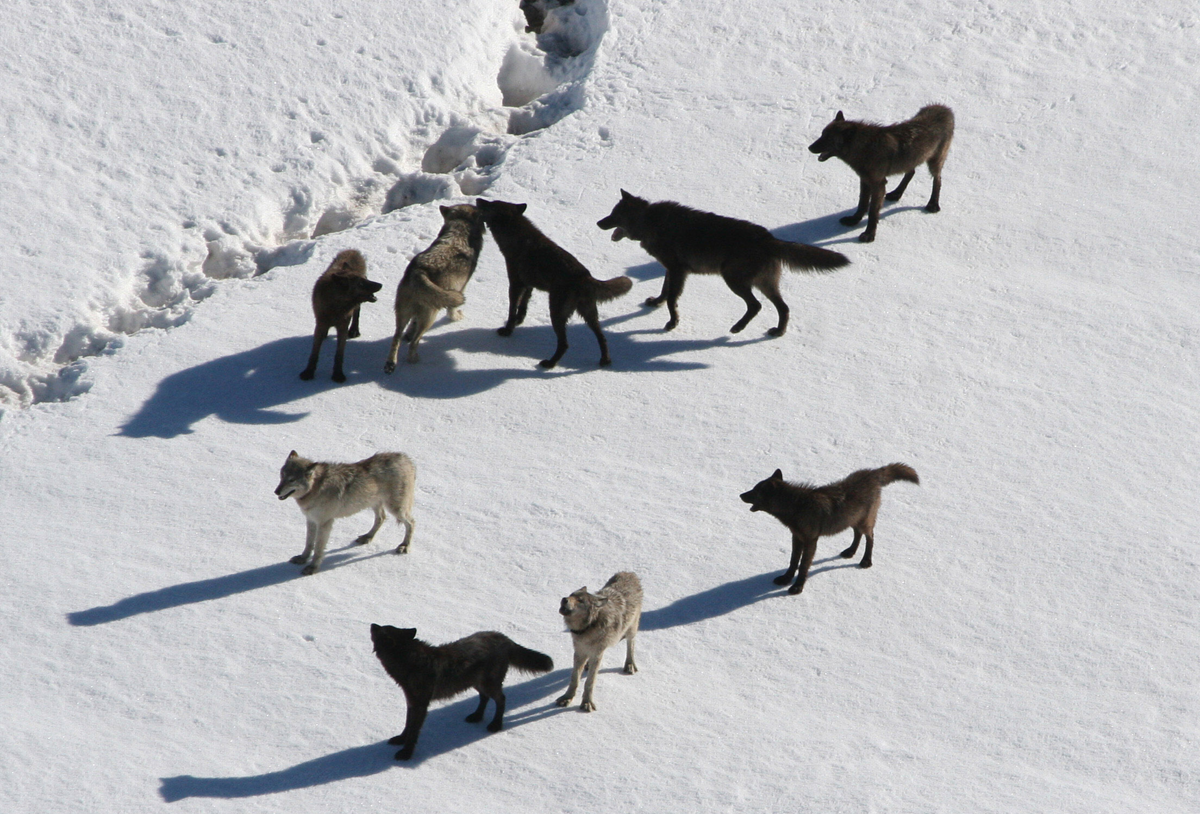 A pack of seven wolves with varying gray and black coats walking across a snow-covered landscape.