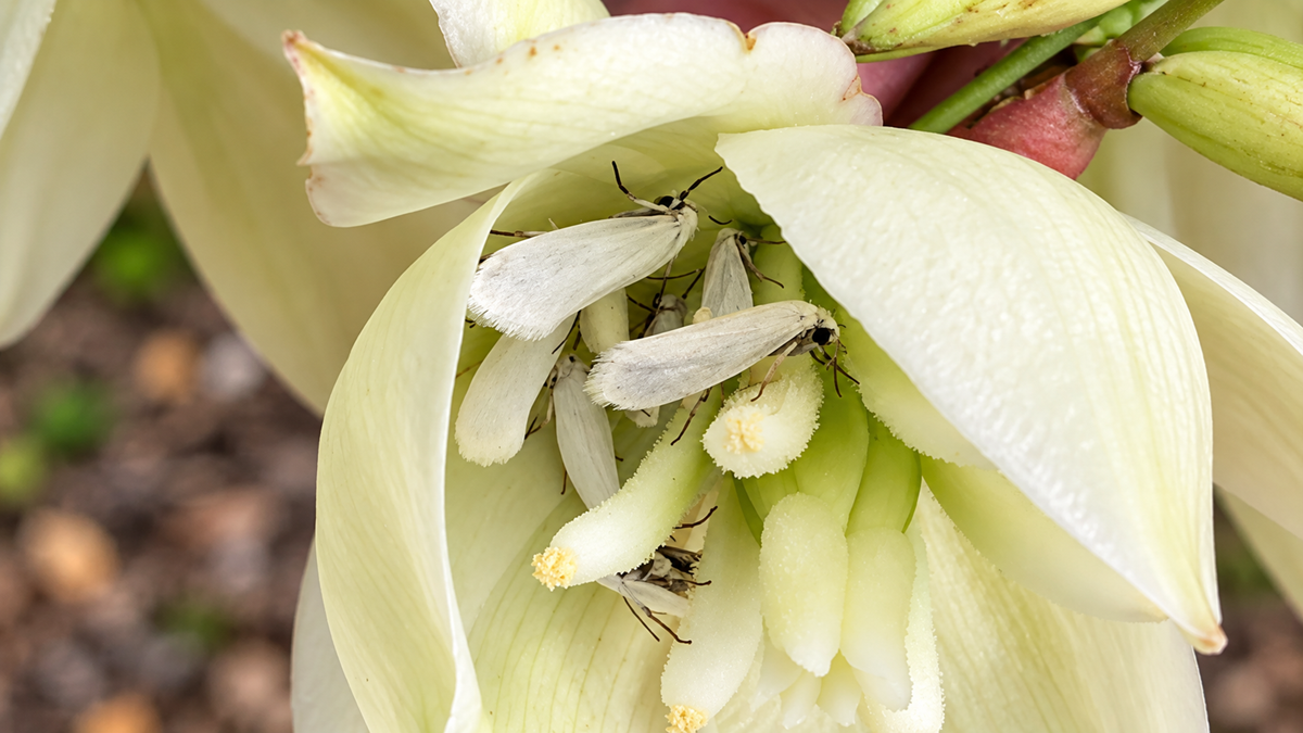 Close-up of white moths and small black insects inside a blooming, creamy white flower with elongated petals and stamens. The intricate details of the petals and delicate insects are clearly visible.