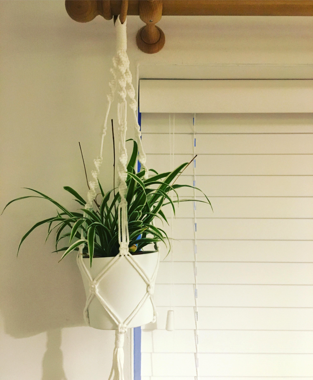 A spider plant in a white pot hanging from a macrame plant hanger in front of a window with white blinds.