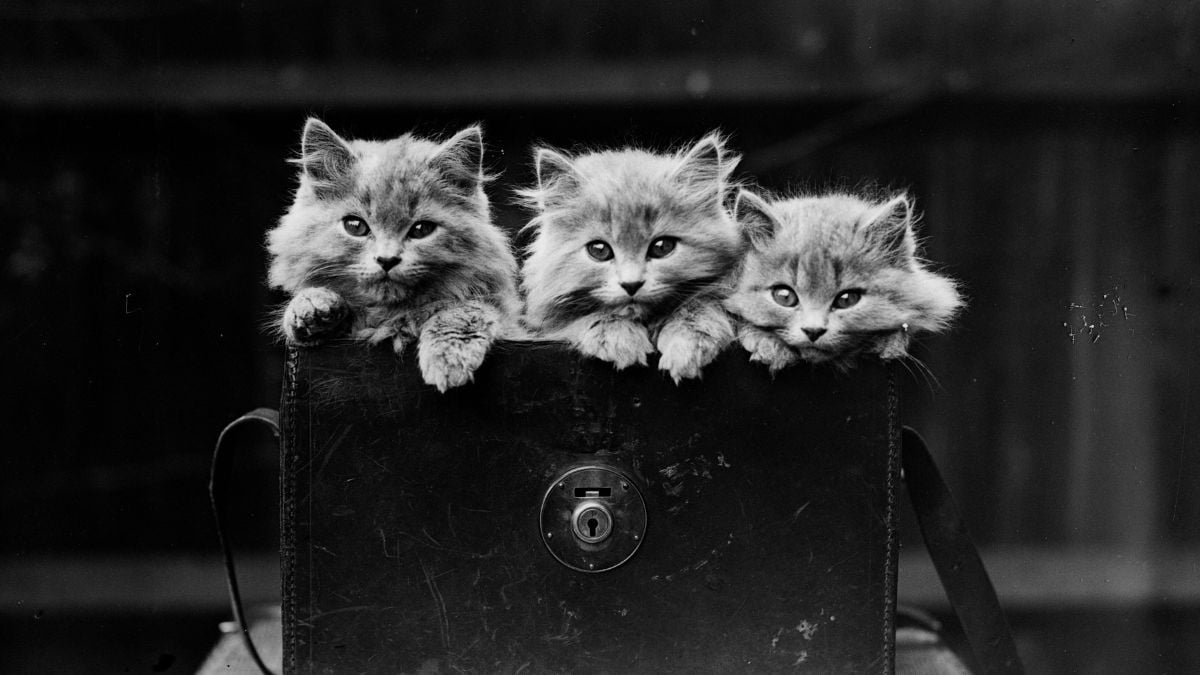 Three fluffy kittens rest their heads and paws on the edge of a vintage suitcase, looking curiously at the camera. The background is softly blurred, drawing focus to the kittens and the suitcase.