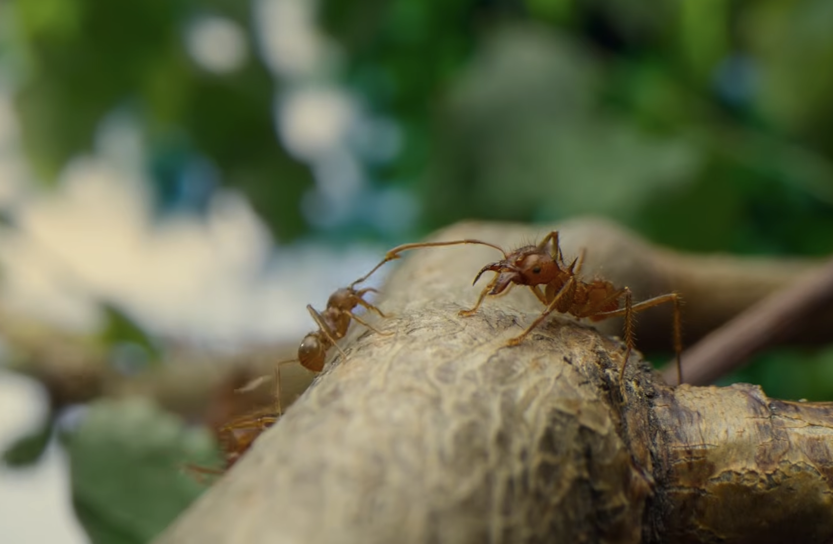 Two ants on a tree branch facing each other.