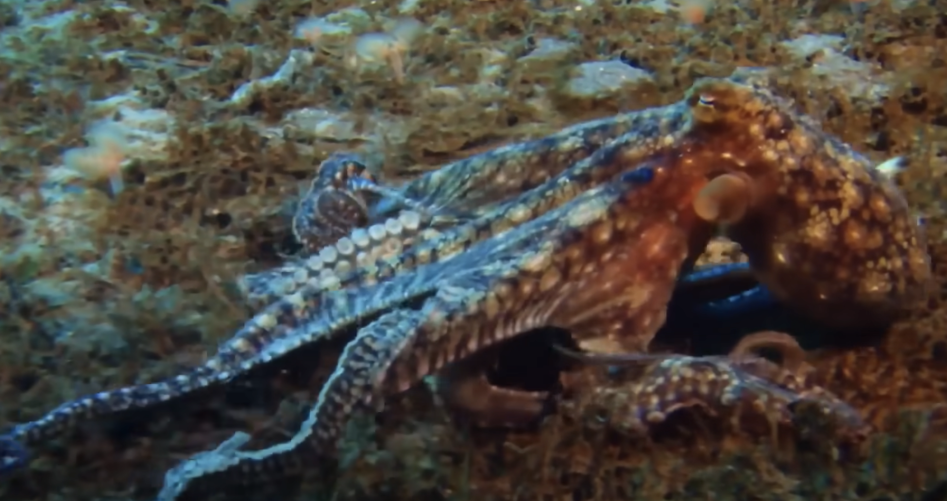 An octopus camouflaged against the textured, brown ocean floor.