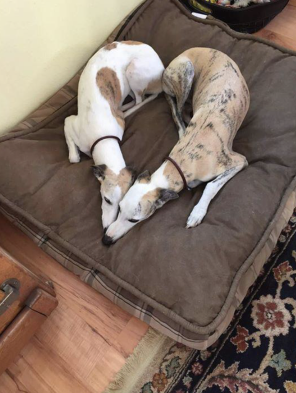 Two Whippet dogs with brown and white coats are lying on a large brown dog bed. Their bodies are curved, forming a heart shape together. The scene is indoors, next to a patterned rug and wooden floor.