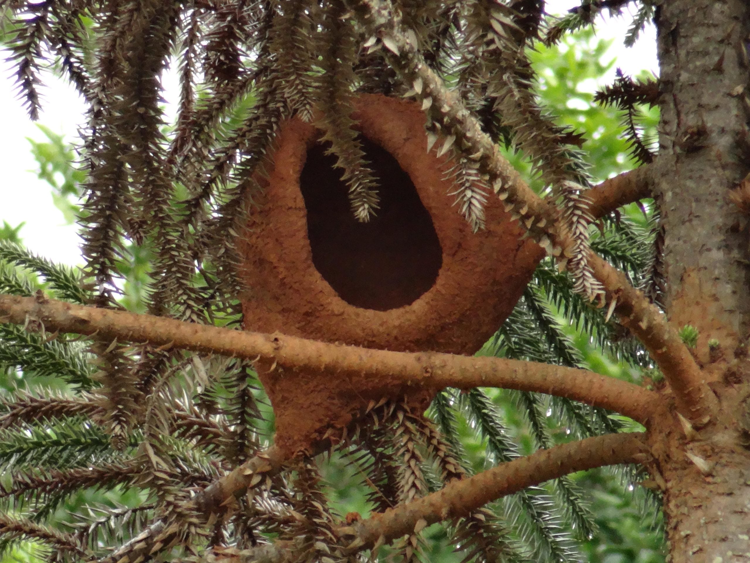 A hollow, clay-like bird nest shaped like a pot, nestled in the branches of a conifer tree.