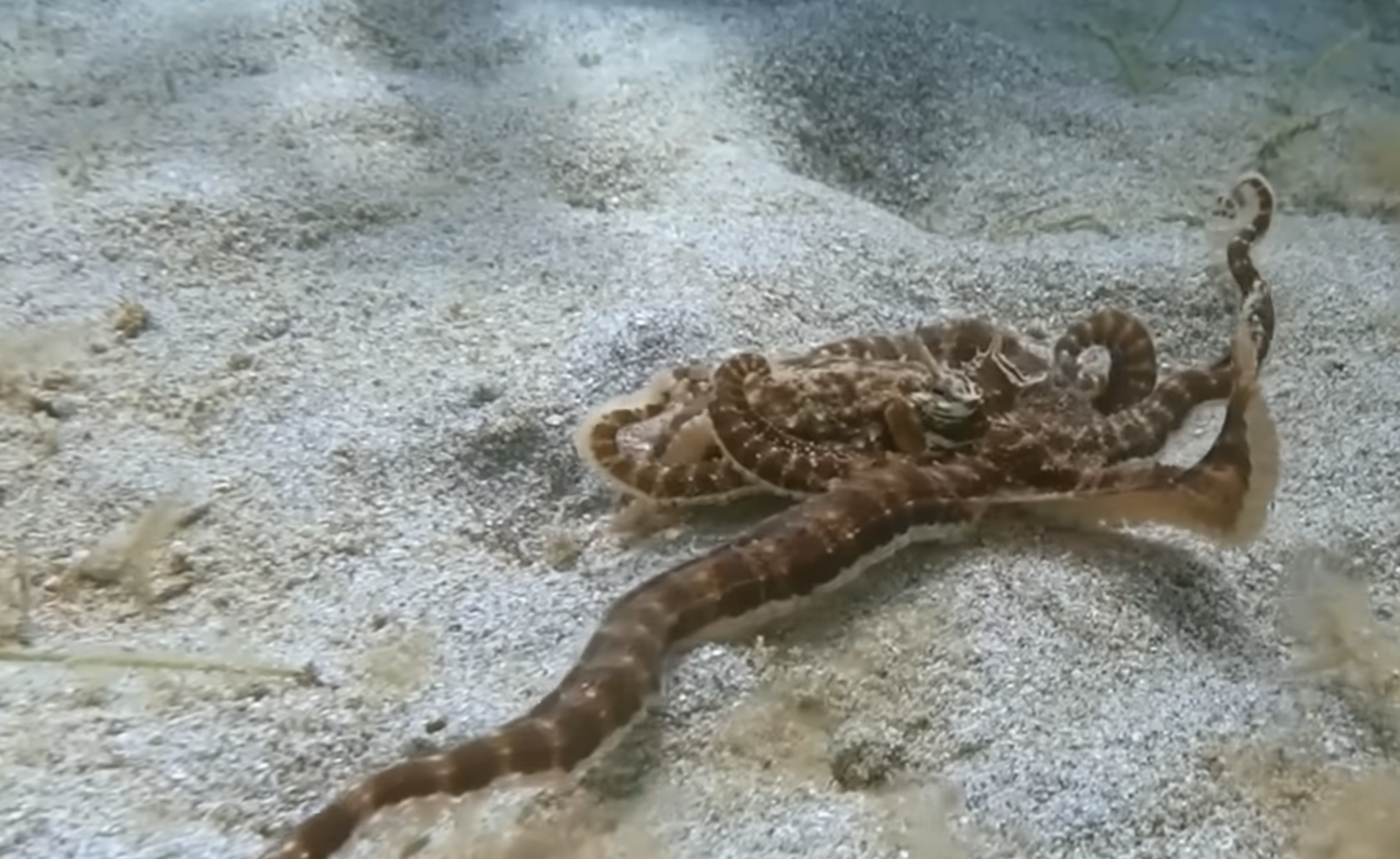 An octopus camouflaged against a sandy seabed.