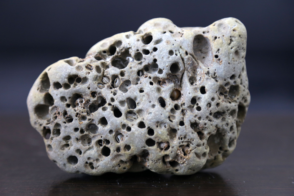 A porous, gray rock covered in small holes and shell fragments.