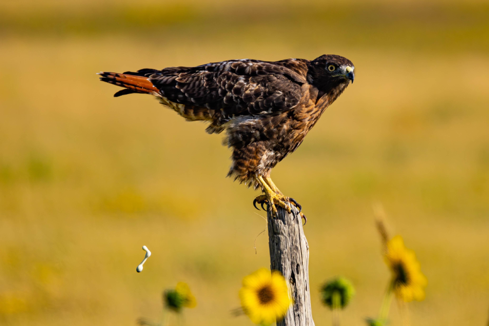 A red-tailed hawk perched on a wooden fence post in a field of sunflowers.