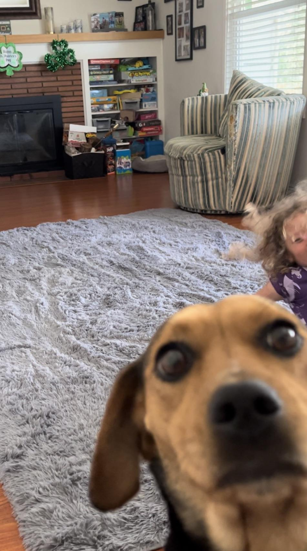 Close-up of a brown dog looking directly into the camera lens with a child partially visible in the background.