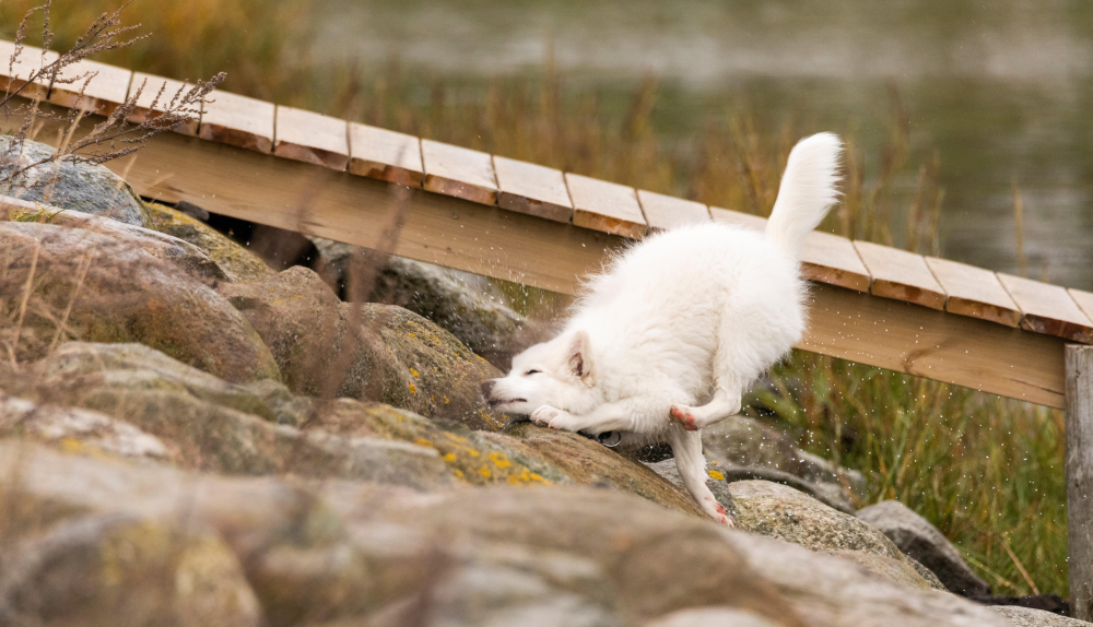 A white fox shakes off water while standing on rocky ground next to a wooden footbridge.