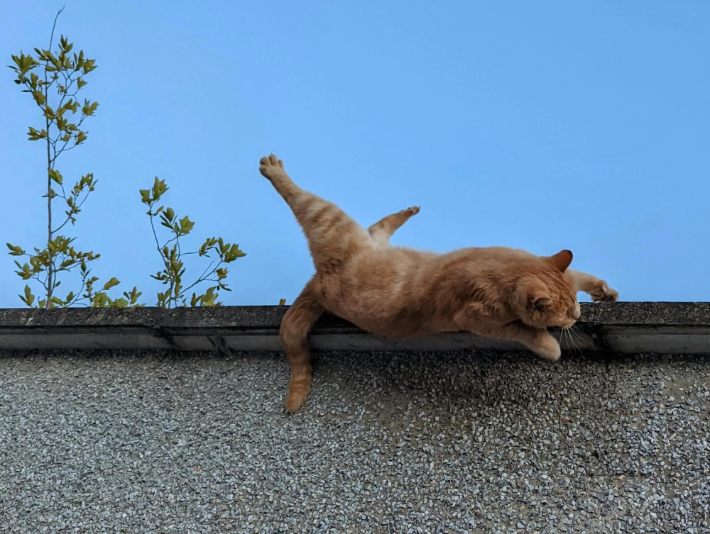 An orange tabby cat lying on a concrete wall with one back leg stretched high into the air.