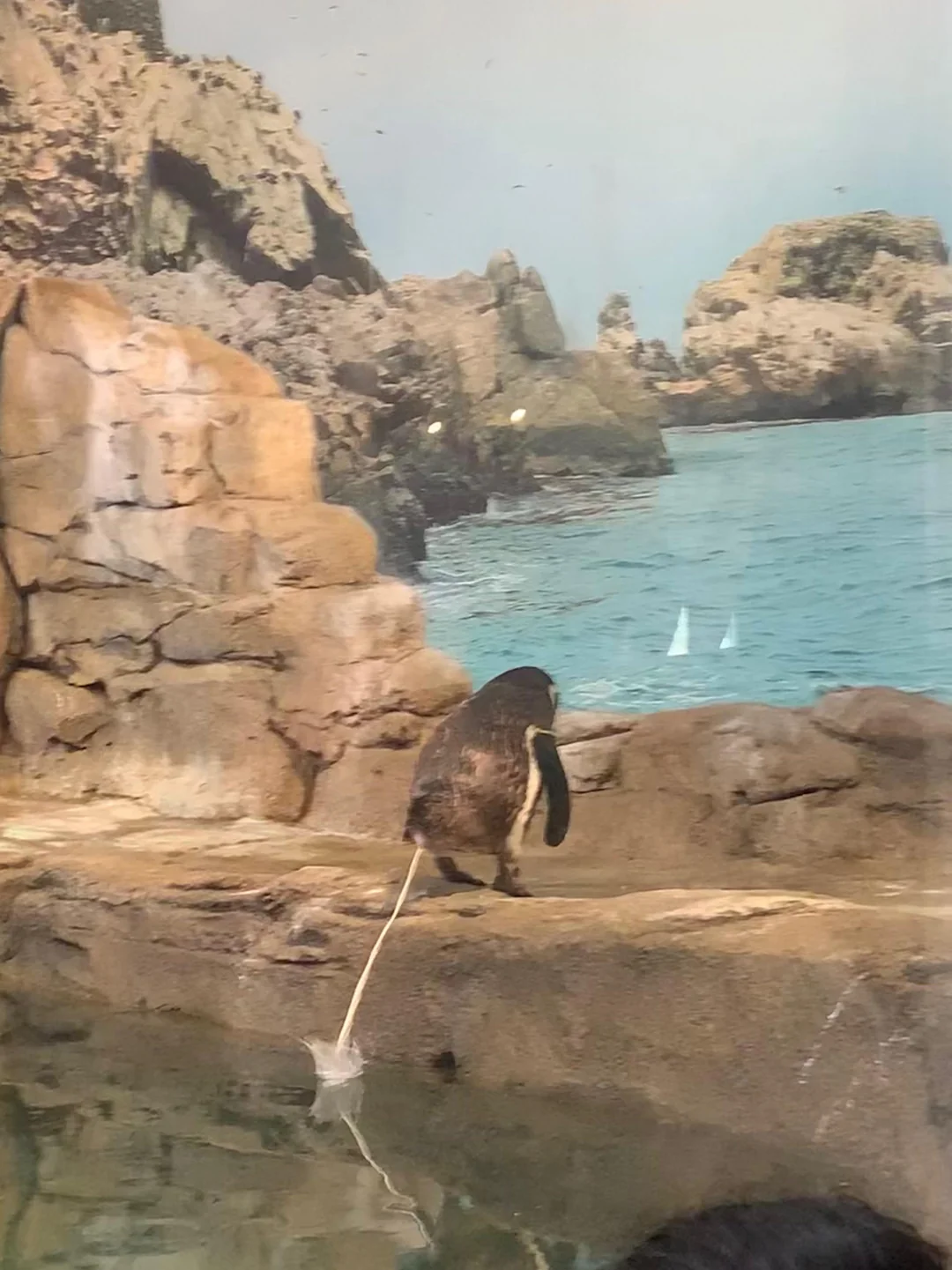 A penguin standing on a rock ledge beside water.