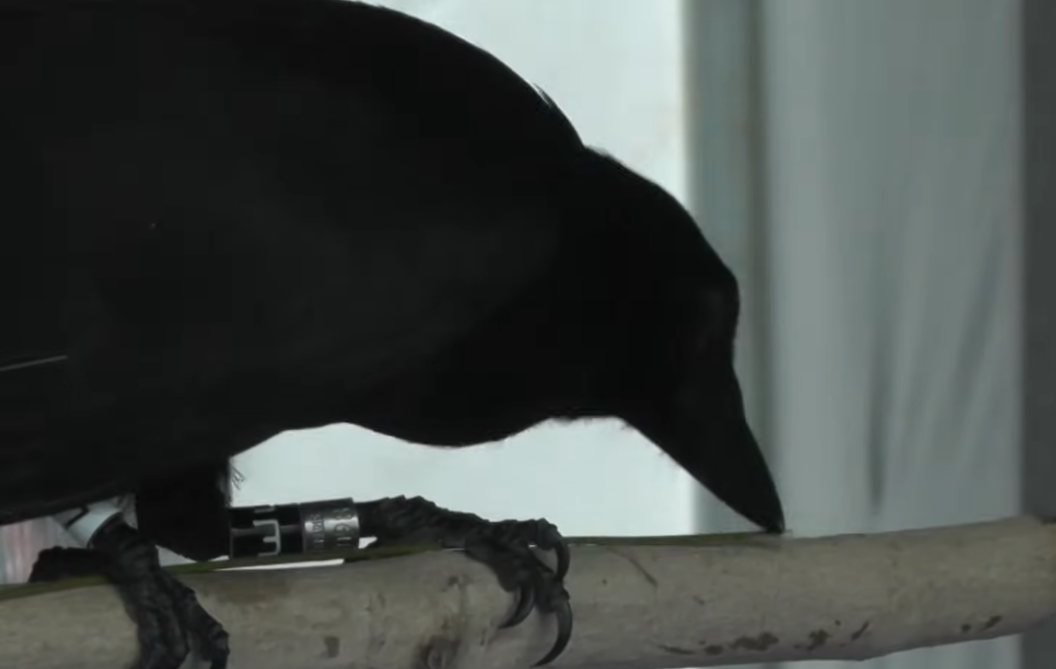 A black crow with a metal identification band on its leg perching on a wooden branch.