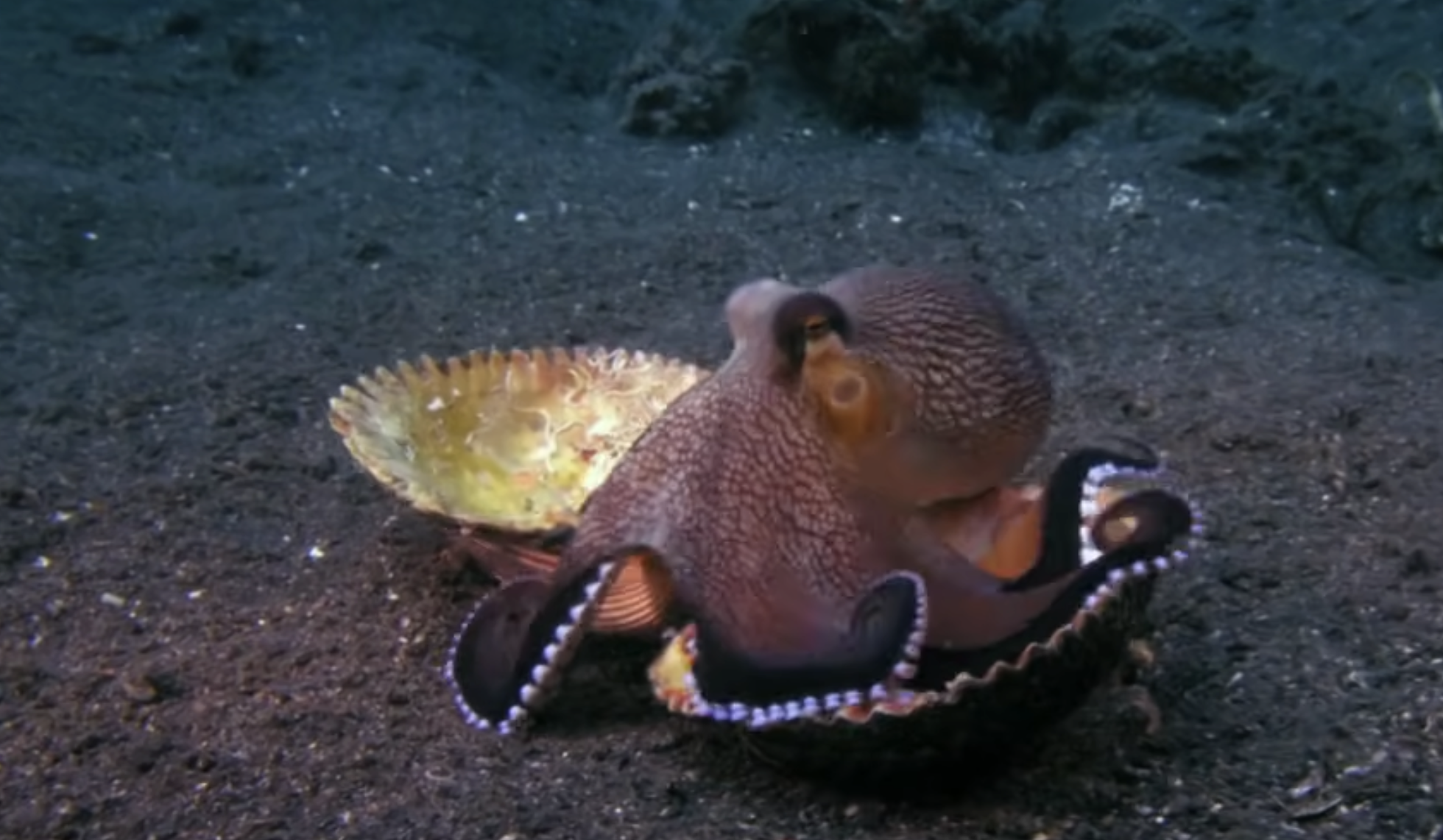 An octopus carrying two half-shells across the sandy seafloor.