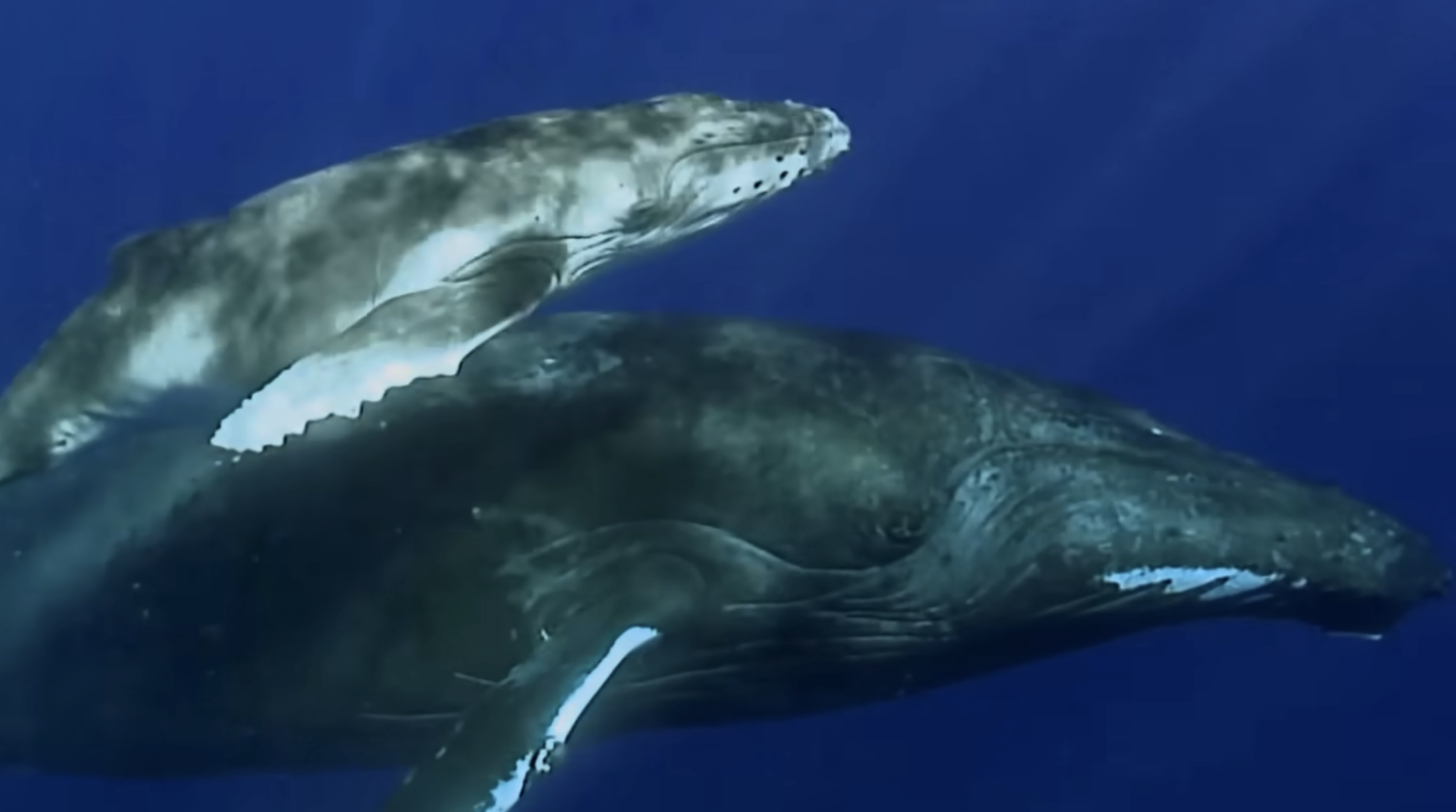 A humpback whale calf swimming alongside its mother in deep blue water.