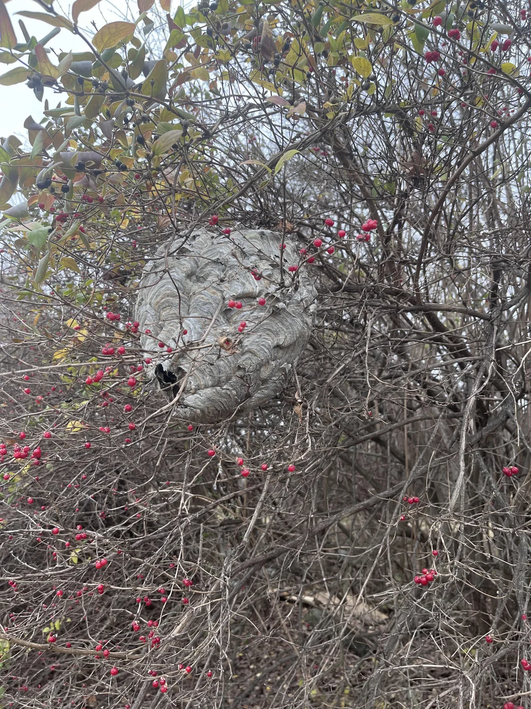 A large, grey, papery hornet nest hanging in a bush with bare branches and small red berries.