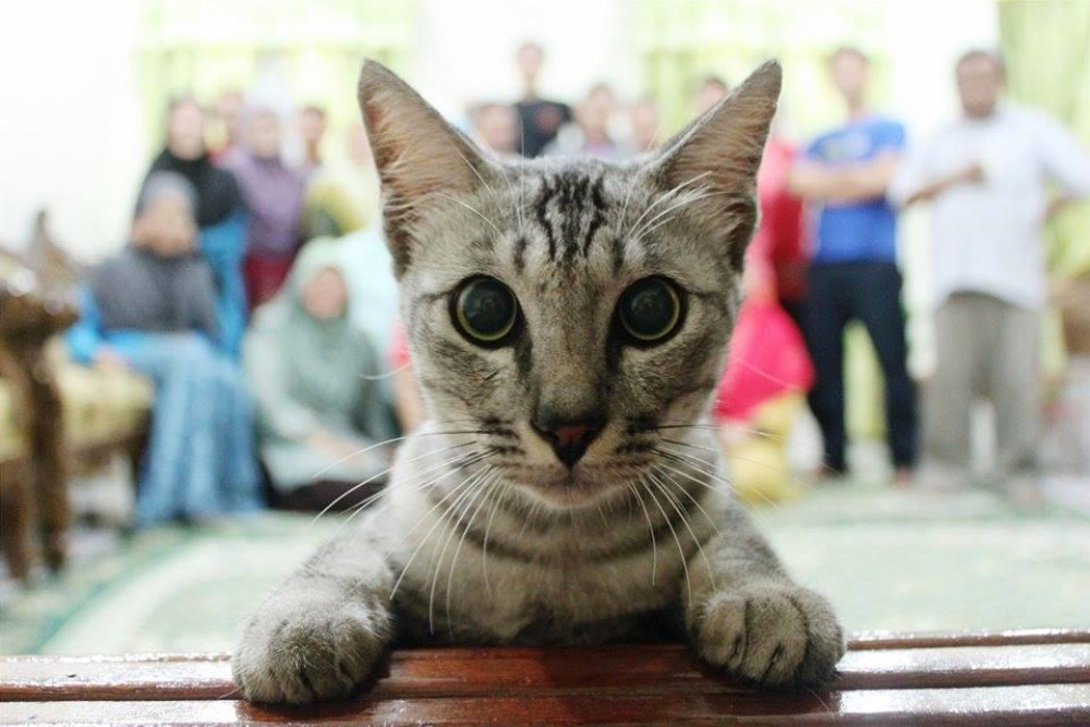 A grey tabby cat with wide eyes rests its paws on a wooden surface in front of a blurred group of people.