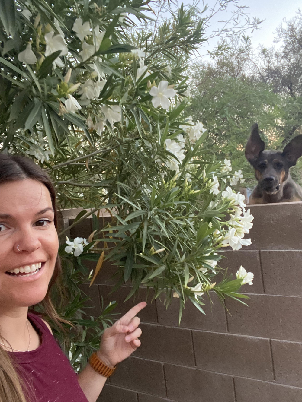A woman smiling and pointing at a flowering bush while a dog with large ears peeks over a wall behind it.