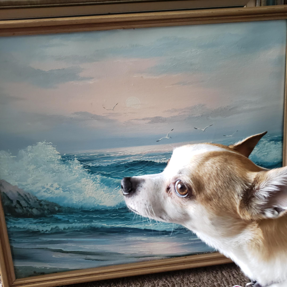 A small white and tan dog looking at a framed painting of a crashing ocean wave.