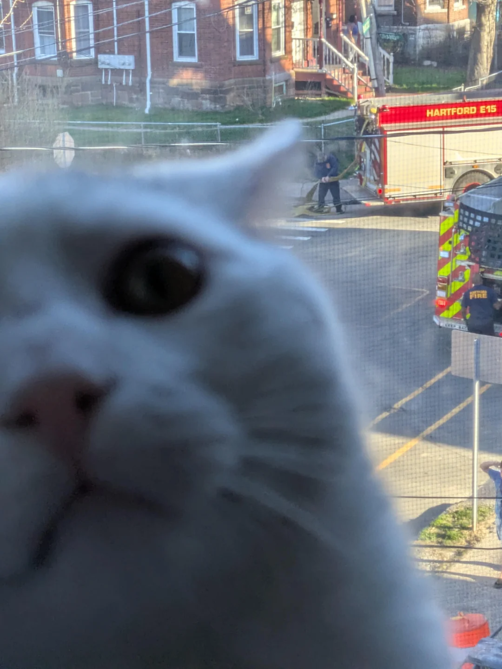 A close-up of a cat’s face looking through a window at a fire truck parked on the street below.