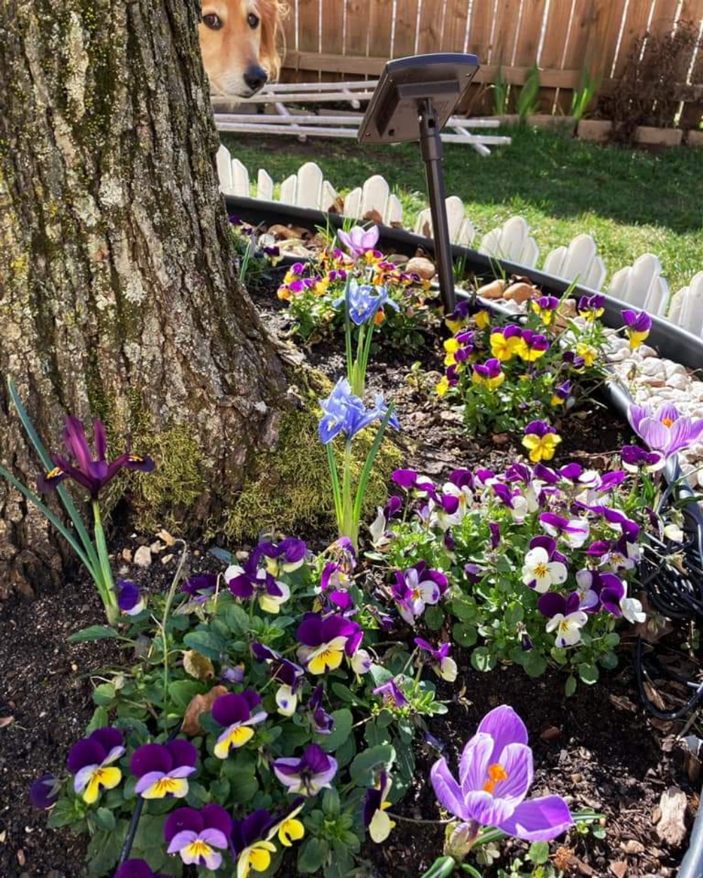A golden dog peeks from behind a tree in a garden bed filled with purple and yellow pansies and crocuses.