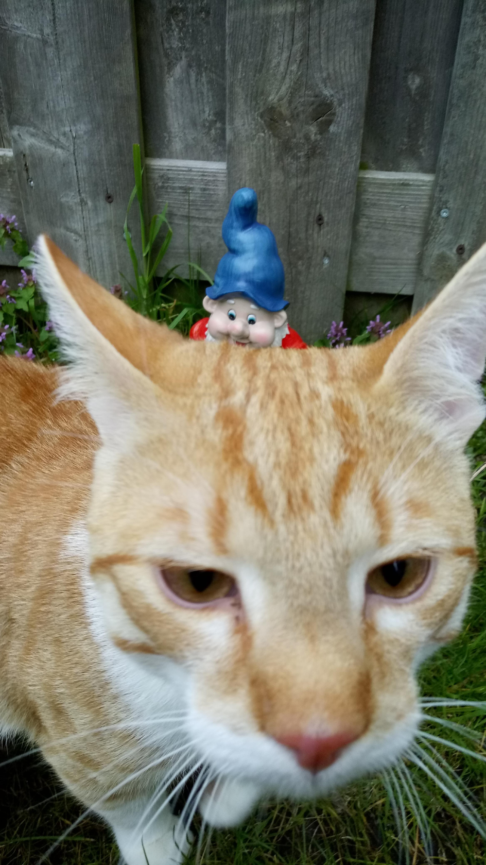 An orange tabby cat in the foreground with a small garden gnome visible behind its ears.