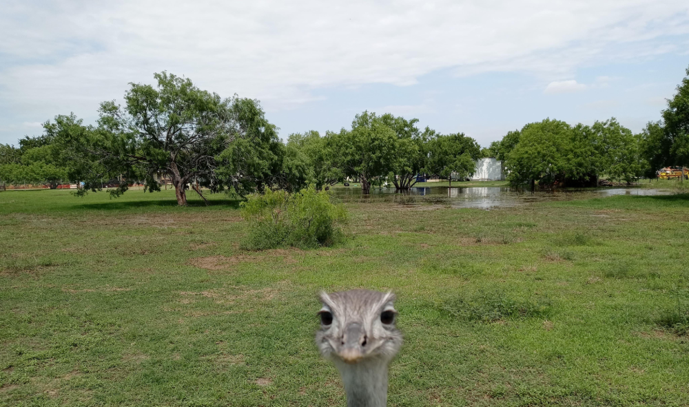 A close-up of an ostrich head looking directly at the camera in a grassy, partially flooded field with trees in the background.