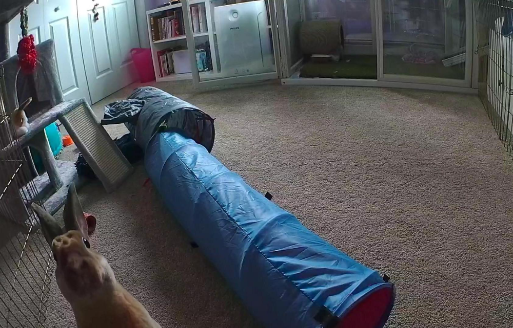 A rabbit looks toward a long, blue collapsible play tunnel on a carpeted floor.