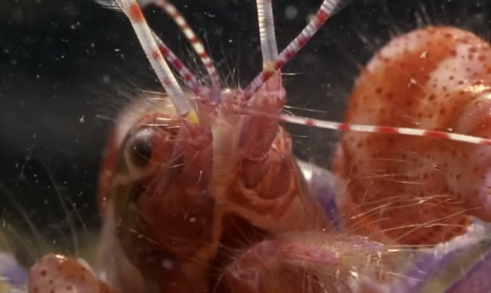 Extreme close-up of a small crustacean with long, red-banded antennae and a mottled red claw.