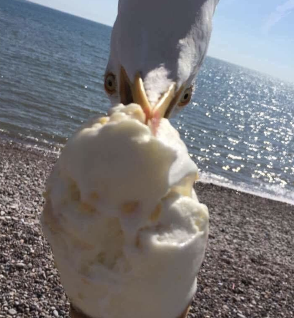 A seagull pecking at a scoop of ice cream on a beach.