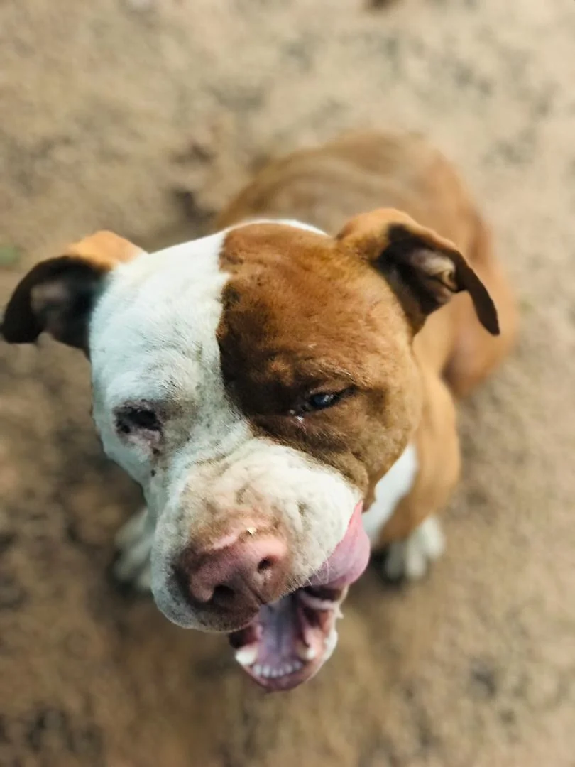 A brown and white dog looking up with its mouth open and tongue out.