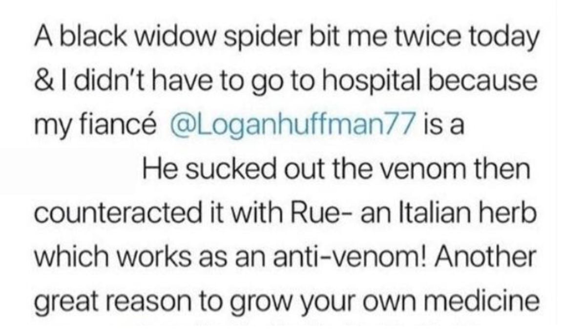 Text post stating, “A black widow spider bit me twice today & I didn’t have to go to hospital because my fiancé @Loganhuffman77 is a He sucked out the venom then counteracted it with Rue- an Italian herb which works as an anti-venom!”