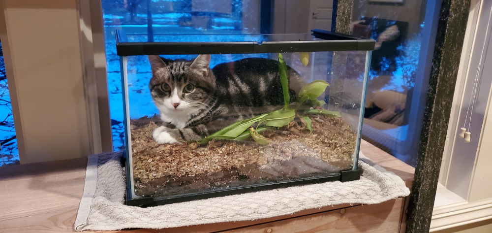 A tabby cat lying inside a glass terrarium filled with dirt and a plant.