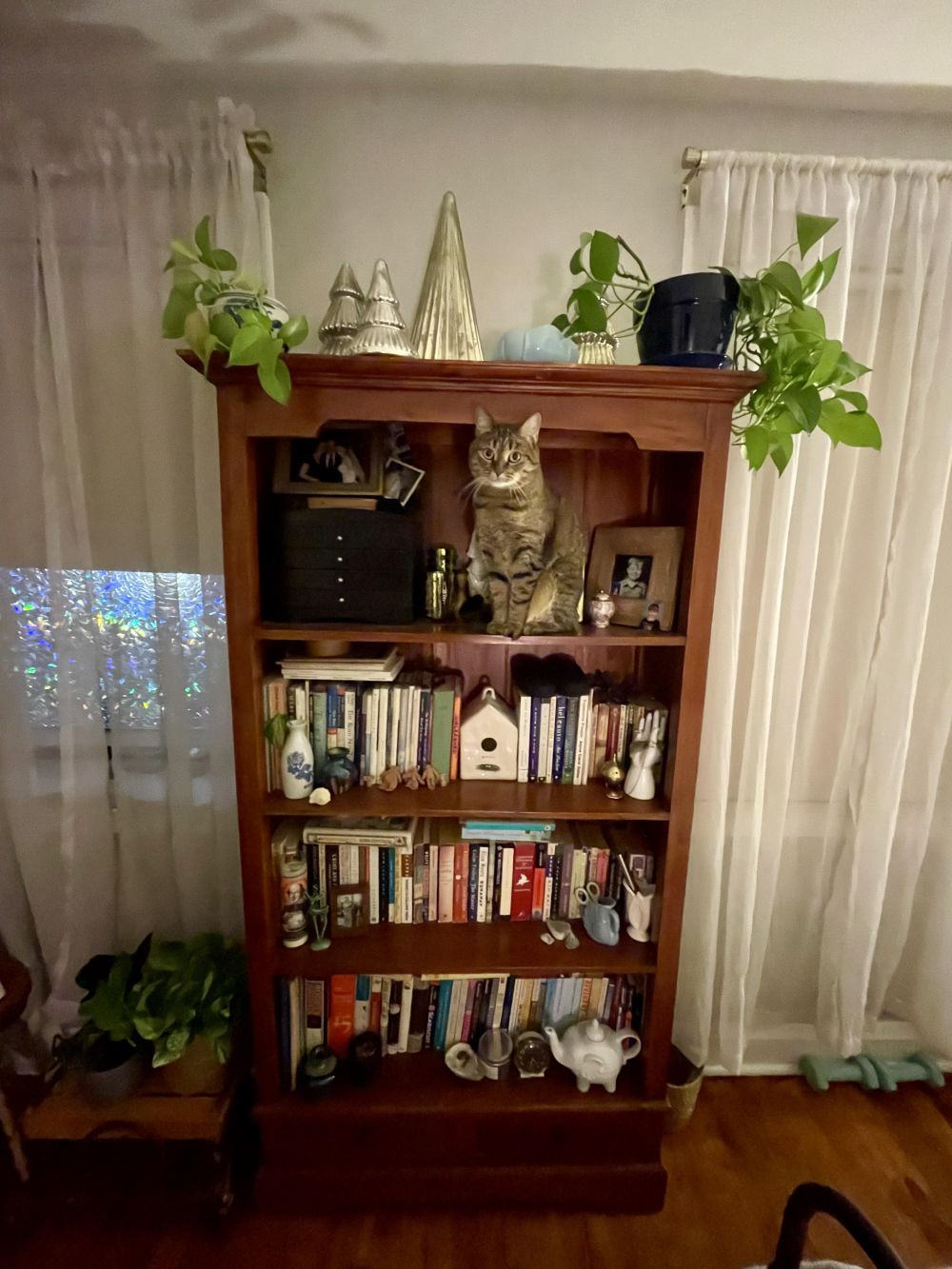 A tabby cat sits on the middle shelf of a wooden bookcase filled with books and decorative items.