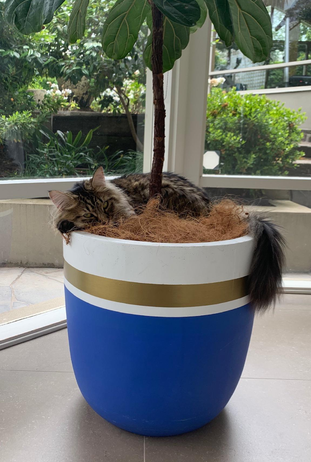 A long-haired cat sleeps curled up in a large blue and white planter at the base of a fiddle leaf fig tree.