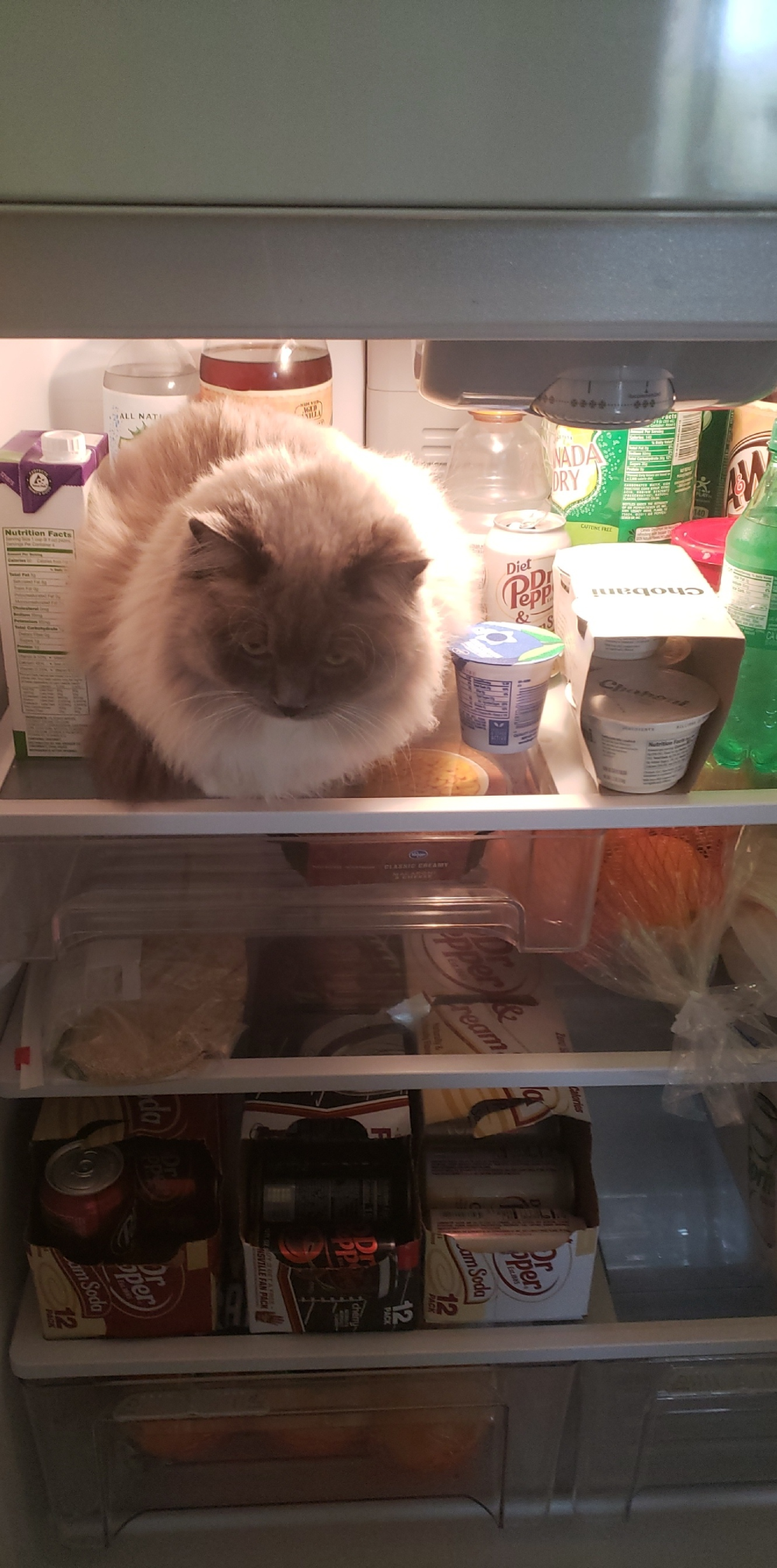 A fluffy long-haired cat sitting on a refrigerator shelf surrounded by food and drinks.