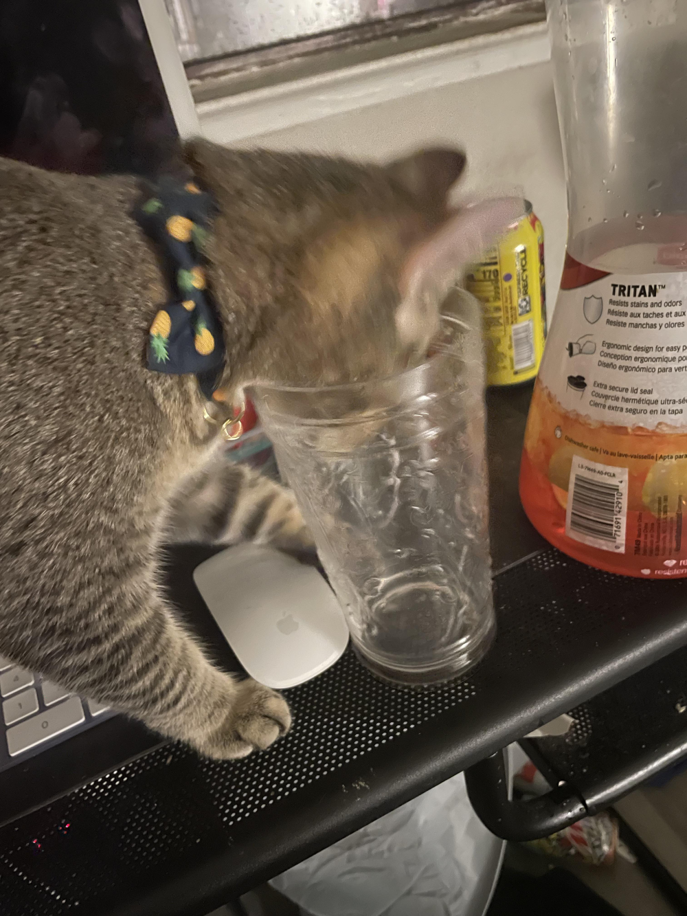 A tabby cat wearing a pineapple-patterned collar has its head inside an empty drinking glass on a desk.