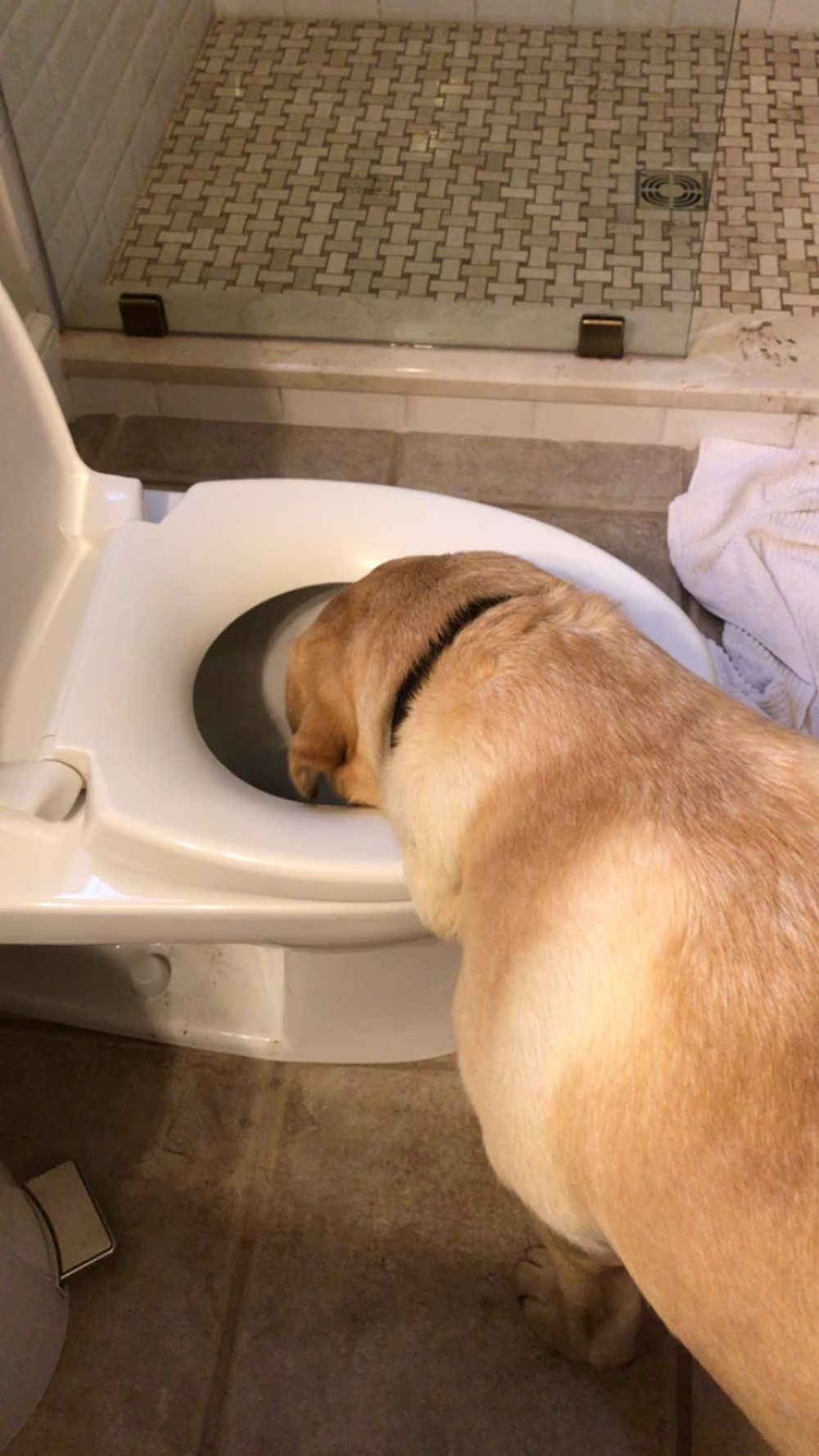 A light-colored dog drinking water from a toilet bowl.