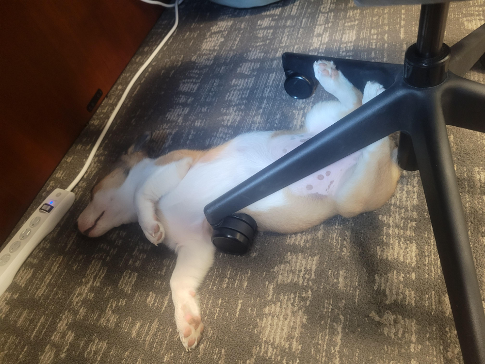 A puppy sleeping on its back on a carpeted floor, tucked between the legs of an office chair.