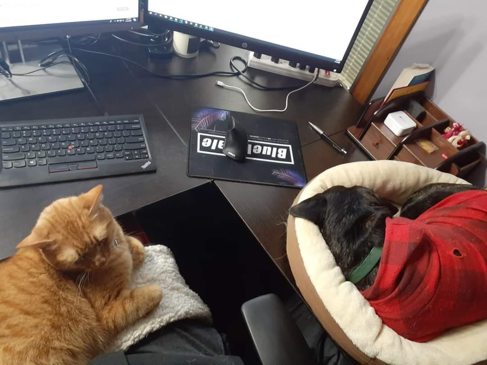 An orange cat sits on a lap next to a black dog sleeping in a pet bed near a computer desk.