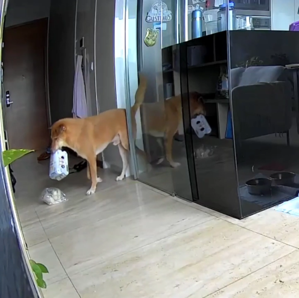 A tan dog walks through a room carrying a carton of milk in its mouth.